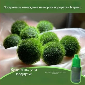 Маримо водораслова топка екологична бутилка — хидропонен микро-пейзаж за общежитие и аквариум за домашни риби — кислородоносни водни растения