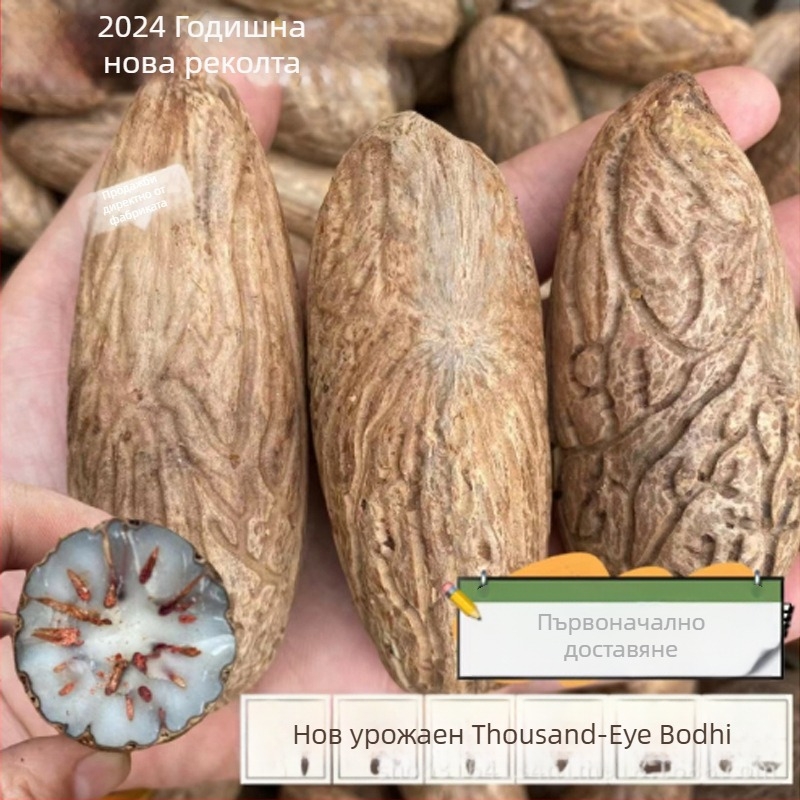 Бодхи мъниста – ръчно изработени, естествени и полирани Bodhi семена, модерен минималистичен стил, пролет 2023