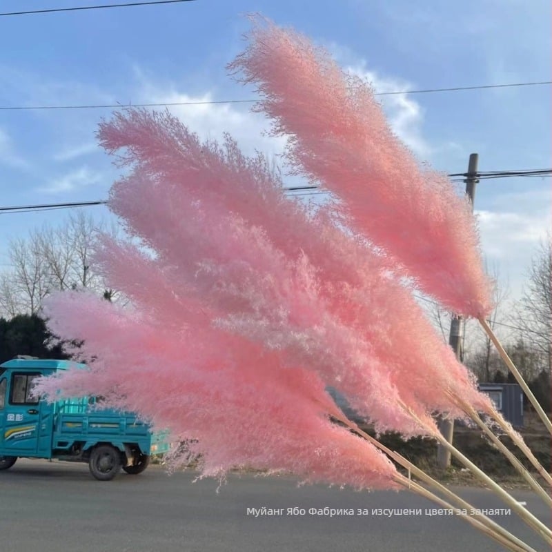 Розов букет сушени цветя pampas - сушени цветя, марка Yabo, опаковка Opp bag, процес 3404050