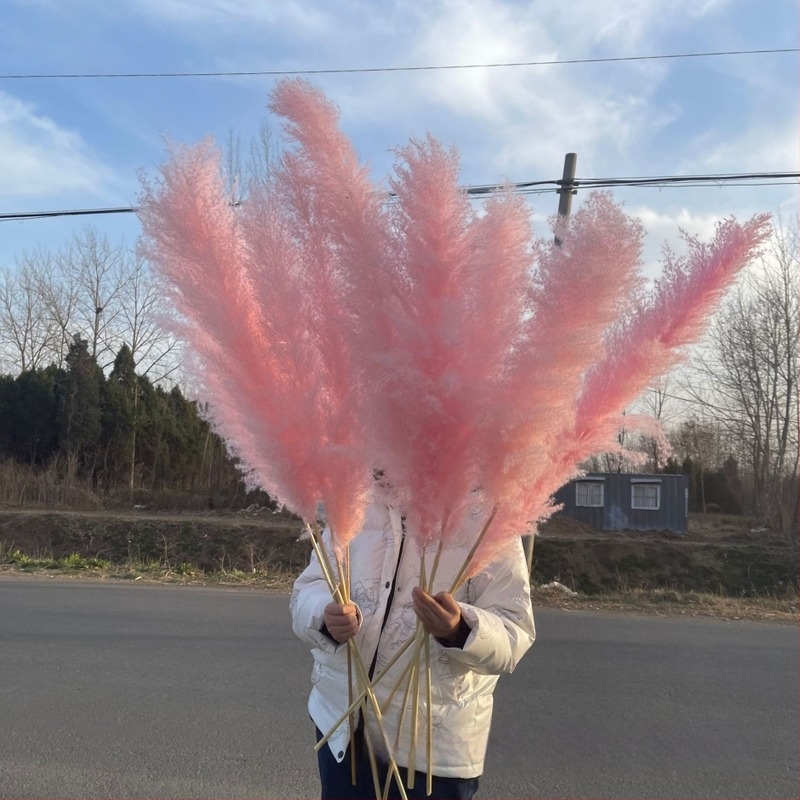 Розов букет сушени цветя pampas - сушени цветя, марка Yabo, опаковка Opp bag, процес 3404050