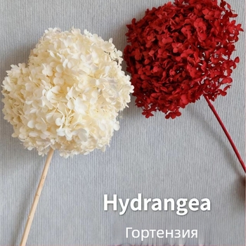 Хортензия Анна — запазени цветя, ръчно изработени декоративни украси за дом и събития; Марка: Everlasting Anna Hydrangea; Материал: запазени цветя; Вид: Анна