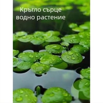 Аквариумно растение: плаваща duckweed – пречистване на водата, зелено водно растение за офис и двор