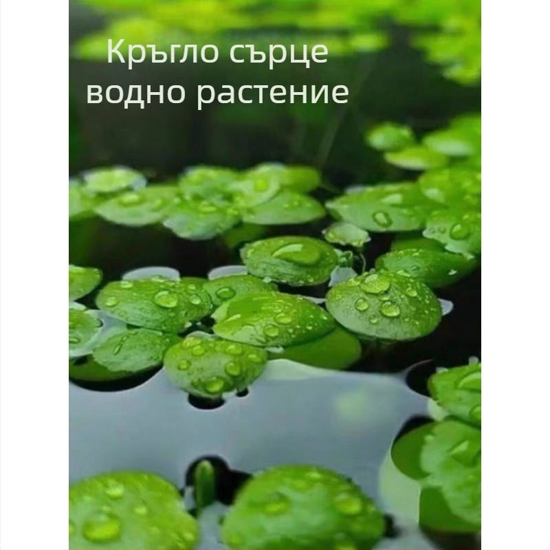 Аквариумно растение: плаваща duckweed – пречистване на водата, зелено водно растение за офис и двор