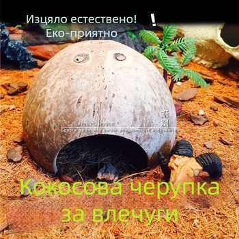 Natural coconut shell reptile cave hideout for lizards, geckos, spiders, snakes, scorpions, hamsters, centipedes and hermit crabs; material: coconut shell; purpose: reptile and small-pet habitat; imported: No