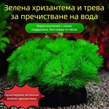 Shadow Creek Комплект за аквариумно оформление на Betta с кислородиращи сферични водни растения, без пясък на дъното, за пречистване на водата