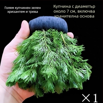 Shadow Creek Комплект за аквариумно оформление на Betta с кислородиращи сферични водни растения, без пясък на дъното, за пречистване на водата