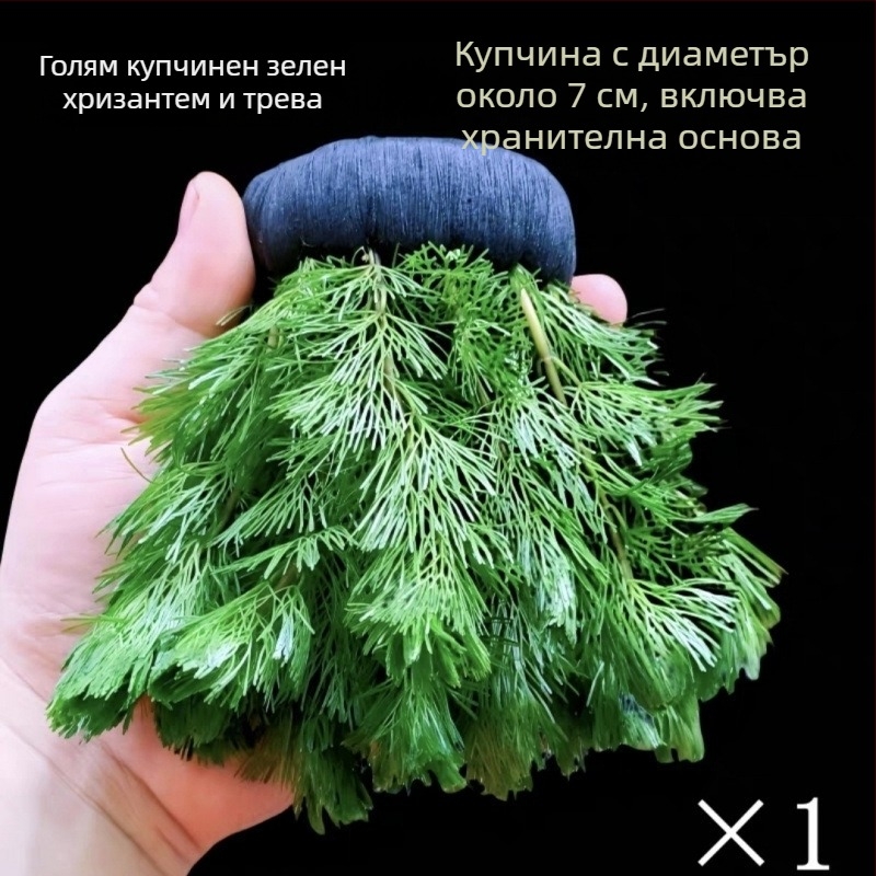 Shadow Creek Комплект за аквариумно оформление на Betta с кислородиращи сферични водни растения, без пясък на дъното, за пречистване на водата