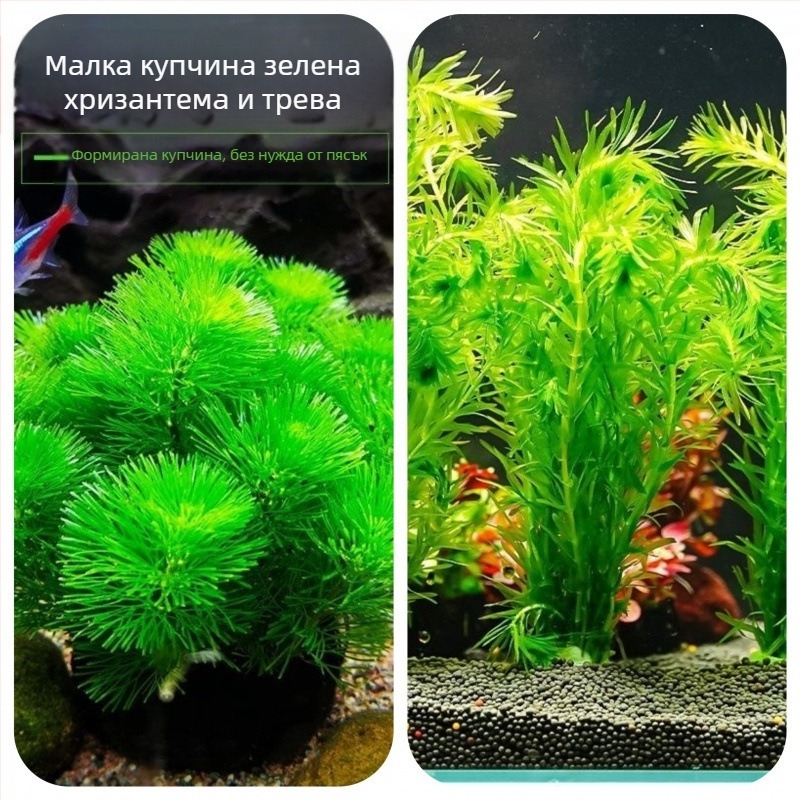 Shadow Creek Комплект за аквариумно оформление на Betta с кислородиращи сферични водни растения, без пясък на дъното, за пречистване на водата