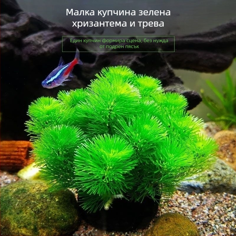 Shadow Creek Комплект за аквариумно оформление на Betta с кислородиращи сферични водни растения, без пясък на дъното, за пречистване на водата