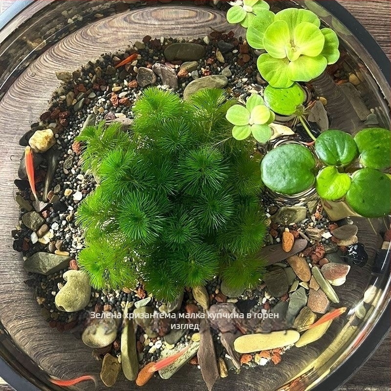 Shadow Creek Комплект за аквариумно оформление на Betta с кислородиращи сферични водни растения, без пясък на дъното, за пречистване на водата