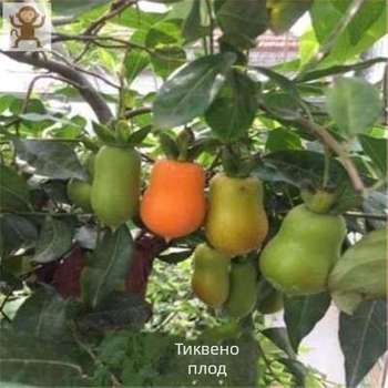 Бонсай дърво с стар ствол и плодни разсад (Марка: Unique; Импорт: Не; Оптимална температура на отглеждане: Друга; Вид растения: Друга)