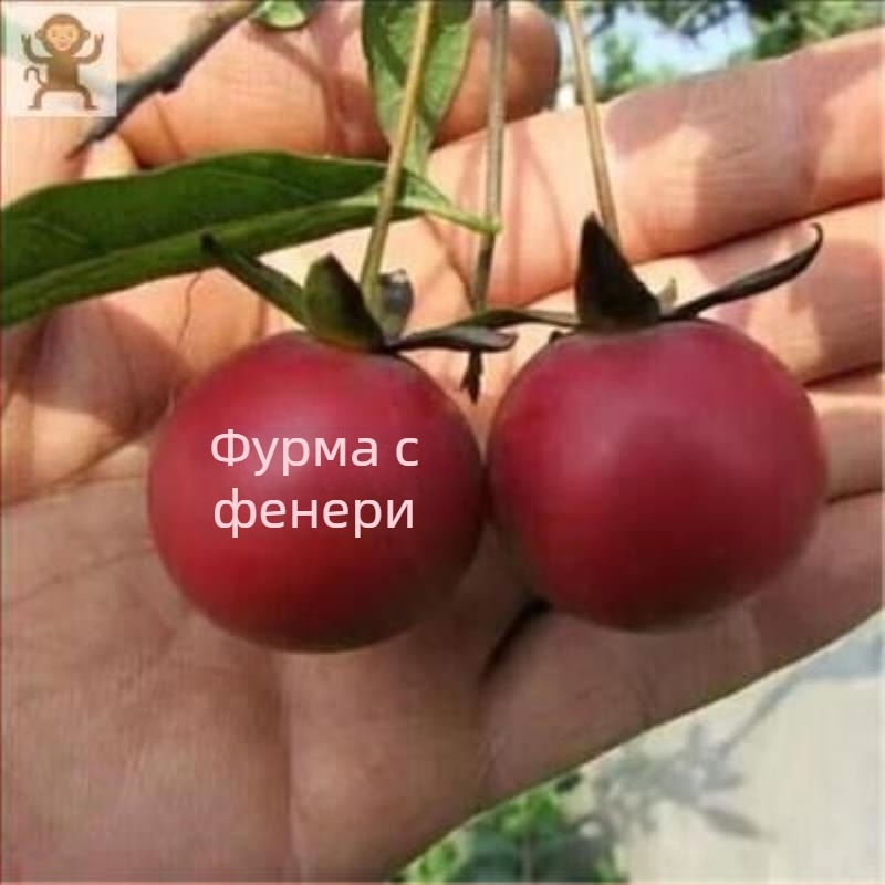 Бонсай дърво с стар ствол и плодни разсад (Марка: Unique; Импорт: Не; Оптимална температура на отглеждане: Друга; Вид растения: Друга)