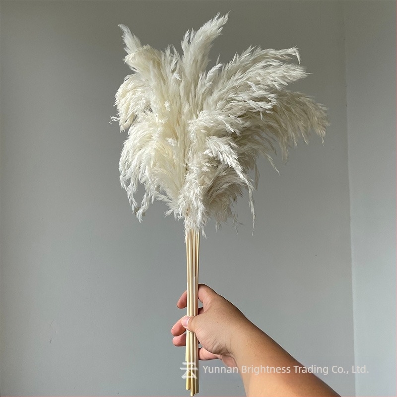 Сушени цветя – реквизит за фотография в INS стил, марка Brightness, разновидност 3332590, материал: сушени цветя, процес: Друг, използване: сватба/на открито/реквизит за снимки