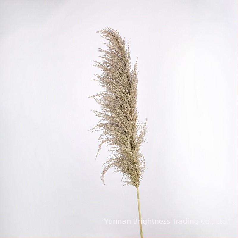 Сушени цветя – реквизит за фотография в INS стил, марка Brightness, разновидност 3332590, материал: сушени цветя, процес: Друг, използване: сватба/на открито/реквизит за снимки