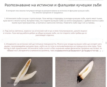 Истински черен кучешки зъб — висящ амулет с зъб на вълк и зъб на тибетски мастиф, етно стил колие за мъже и деца