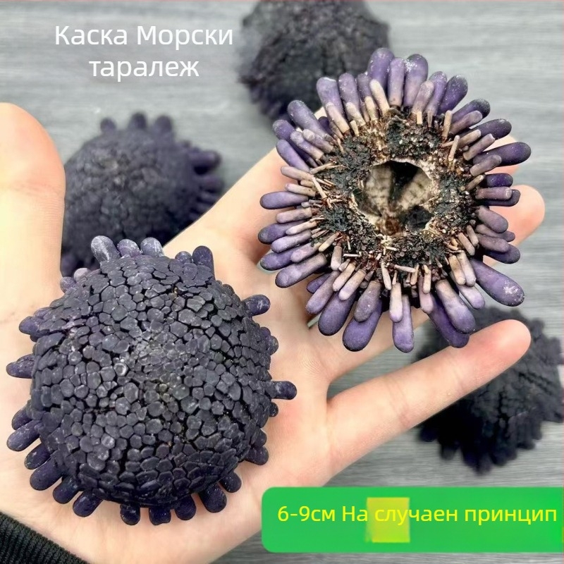Шлемовиден морски таралеж и естествена конхова черупка, размер около 6-9 см, колекционерски образец за декорация, лилаво декоративно изделие