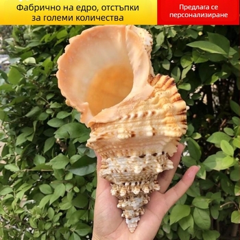 Естествен камък конхова раковина и жабешки охлюв със златна уста – декоративни орнаменти за аквариум