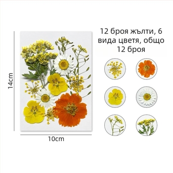 Forget-me-not изсушени цветя - комплект за пресовани флорални изделия и стенна декорация, вакуумно опаковано
