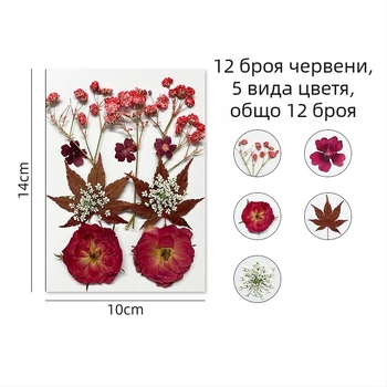 Forget-me-not изсушени цветя - комплект за пресовани флорални изделия и стенна декорация, вакуумно опаковано