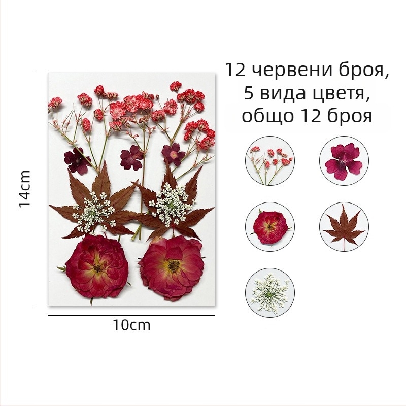 Forget-me-not изсушени цветя - комплект за пресовани флорални изделия и стенна декорация, вакуумно опаковано