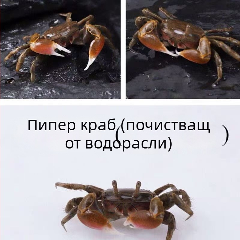 Уред за почистване на аквариум за декоративни раци — премахване на водорасли и отпадъци в пресноводен аквариум
