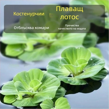 Домашен аквариум за костенурки с екологични водни растения и декоративно оформление