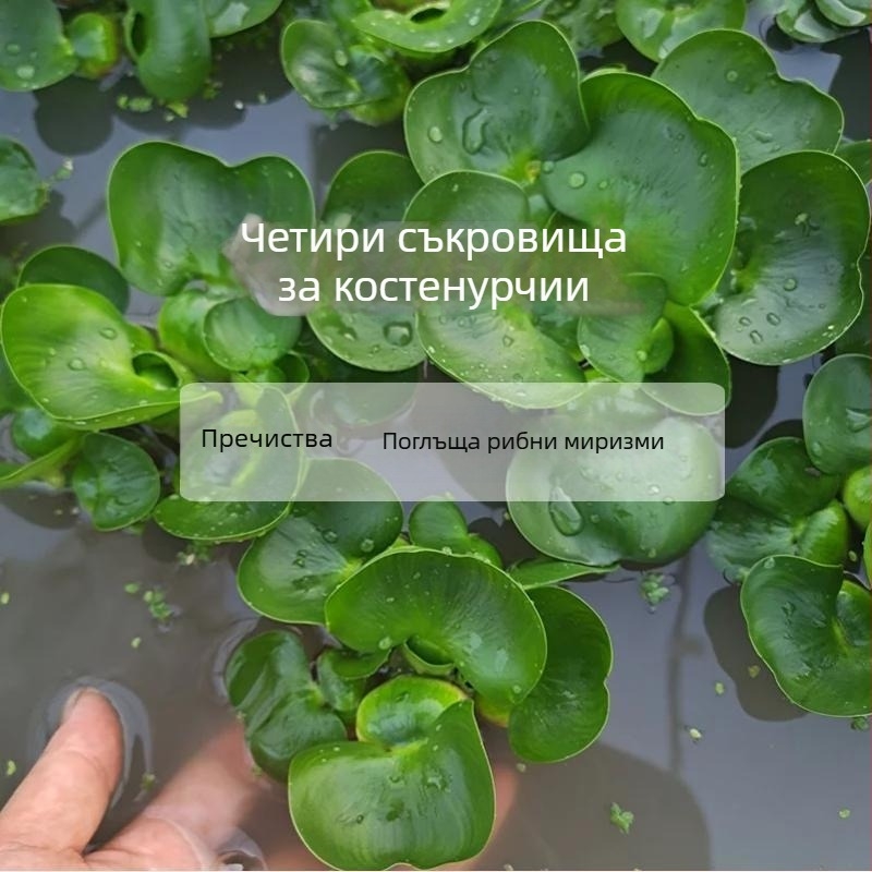 Домашен аквариум за костенурки с екологични водни растения и декоративно оформление