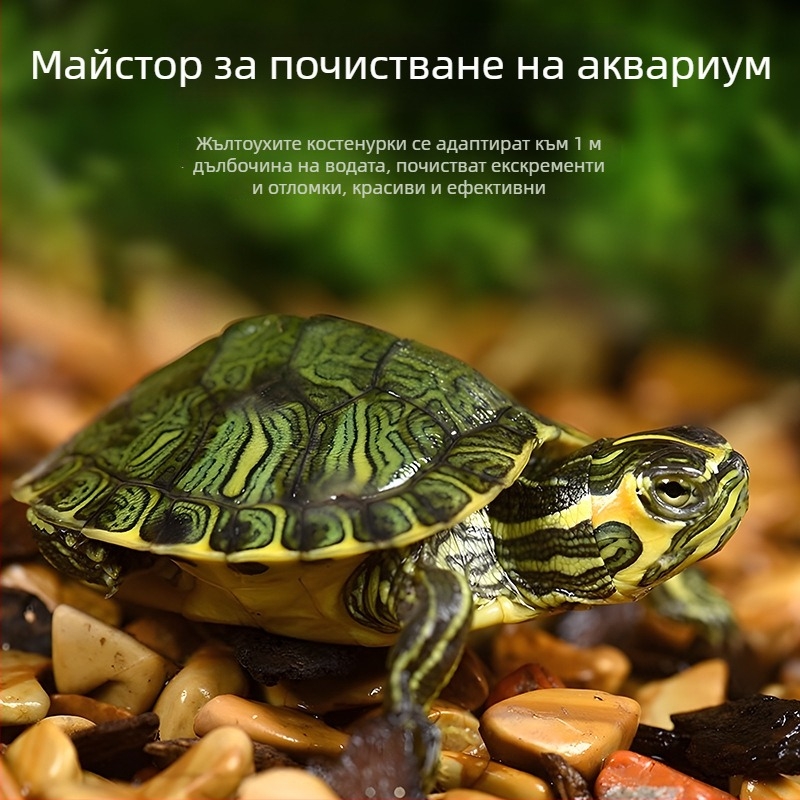 Аквариумен почиствач за костенурка с жълти уши, премахване на водорасли и отпадъци, за студена вода, жив костенурка