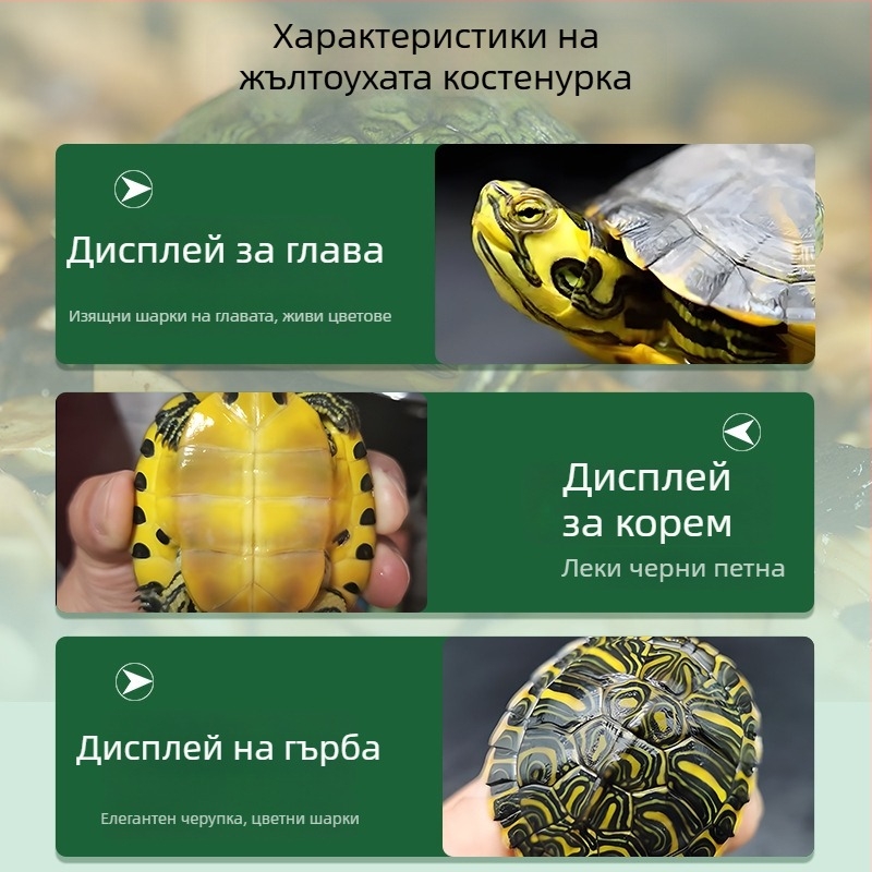 Аквариумен почиствач за костенурка с жълти уши, премахване на водорасли и отпадъци, за студена вода, жив костенурка