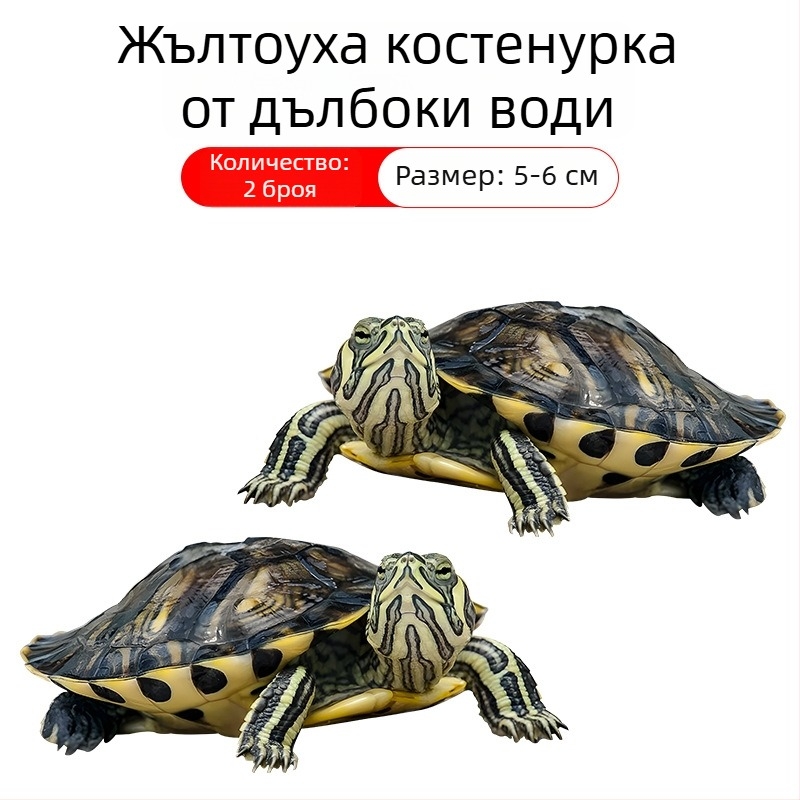 Аквариумен почиствач за костенурка с жълти уши, премахване на водорасли и отпадъци, за студена вода, жив костенурка