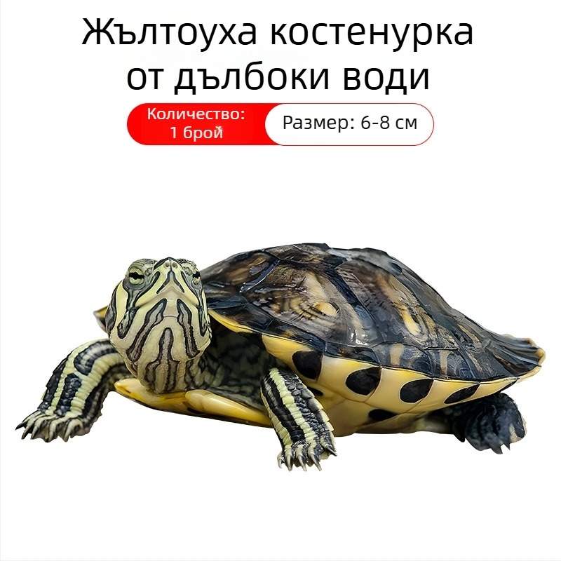 Аквариумен почиствач за костенурка с жълти уши, премахване на водорасли и отпадъци, за студена вода, жив костенурка