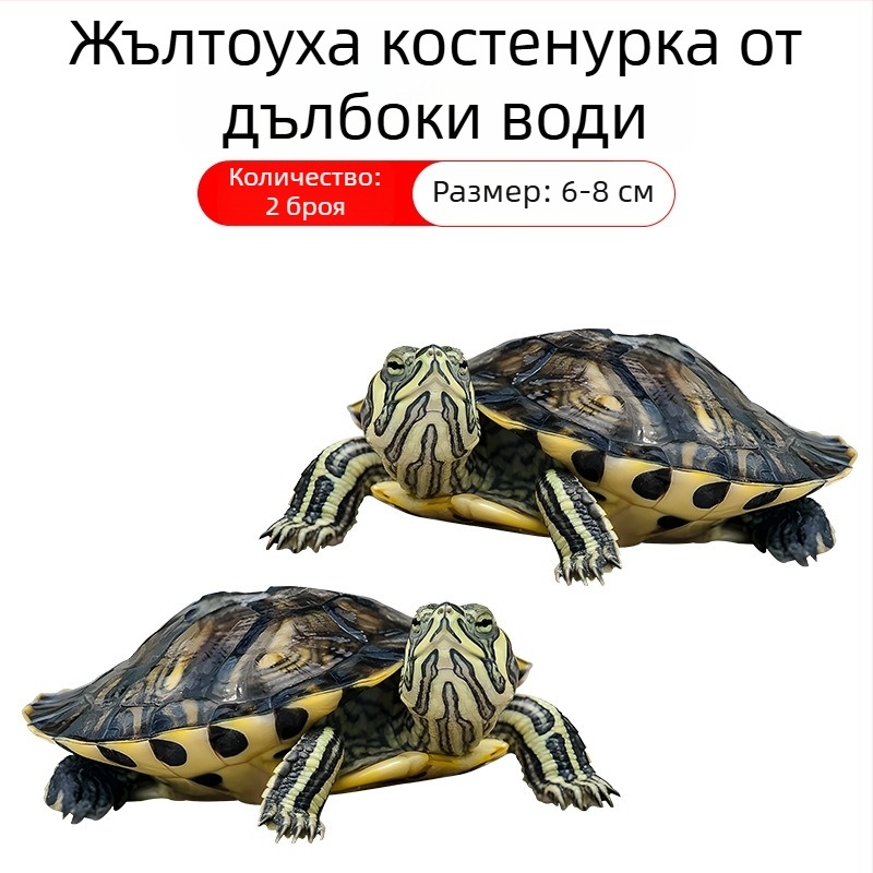 Аквариумен почиствач за костенурка с жълти уши, премахване на водорасли и отпадъци, за студена вода, жив костенурка