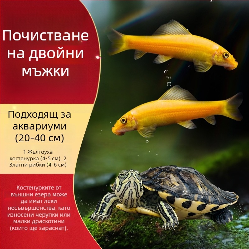Аквариумен почиствач за костенурка с жълти уши, премахване на водорасли и отпадъци, за студена вода, жив костенурка