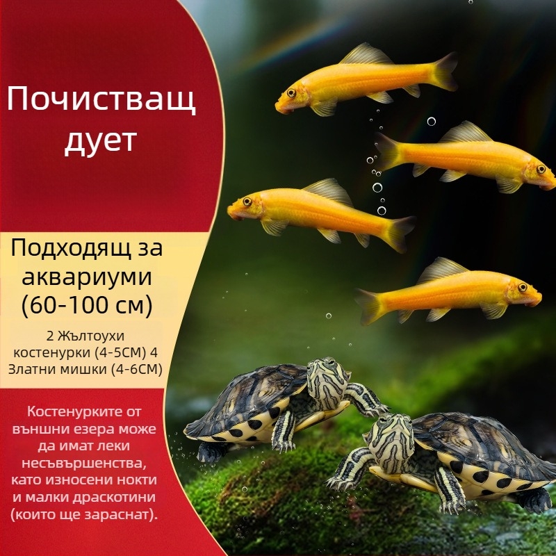 Аквариумен почиствач за костенурка с жълти уши, премахване на водорасли и отпадъци, за студена вода, жив костенурка