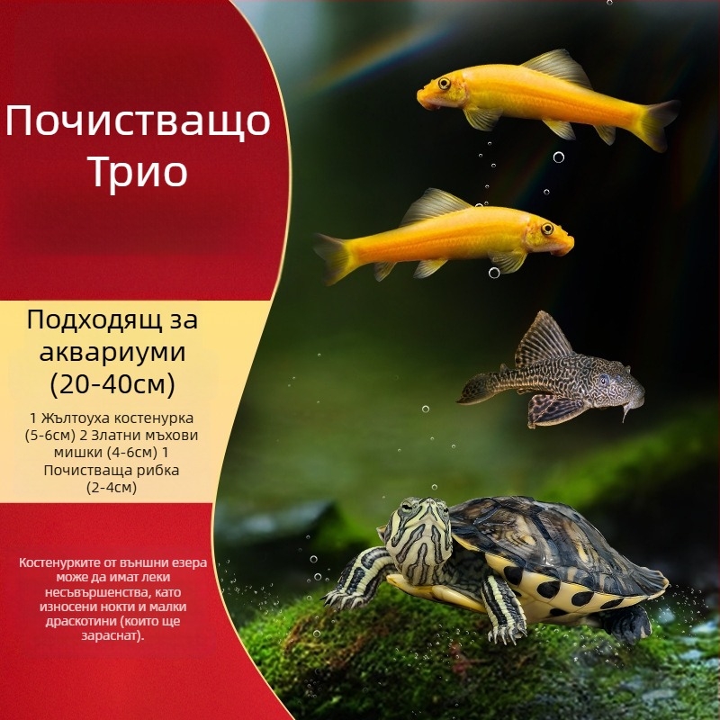Аквариумен почиствач за костенурка с жълти уши, премахване на водорасли и отпадъци, за студена вода, жив костенурка
