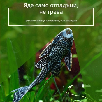 Живи почистващи риби за пресноводни аквариуми — почистват отпадъци и водорасли