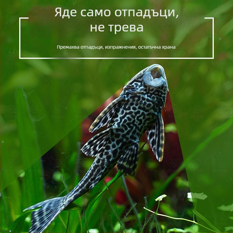 Живи почистващи риби за пресноводни аквариуми — почистват отпадъци и водорасли