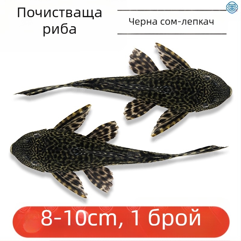 Живи почистващи риби за пресноводни аквариуми — почистват отпадъци и водорасли