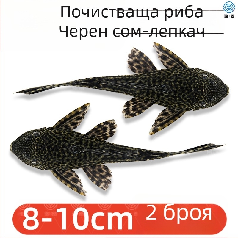 Живи почистващи риби за пресноводни аквариуми — почистват отпадъци и водорасли