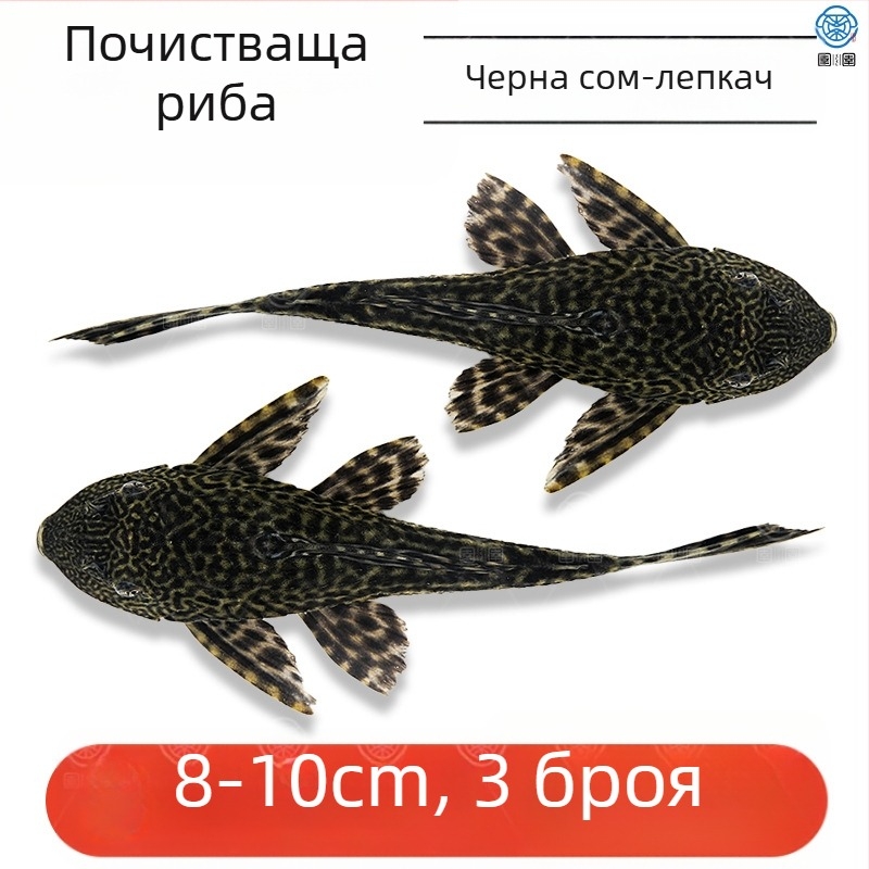 Живи почистващи риби за пресноводни аквариуми — почистват отпадъци и водорасли