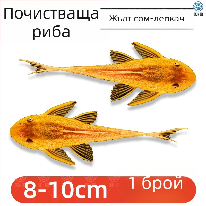 Живи почистващи риби за пресноводни аквариуми — почистват отпадъци и водорасли