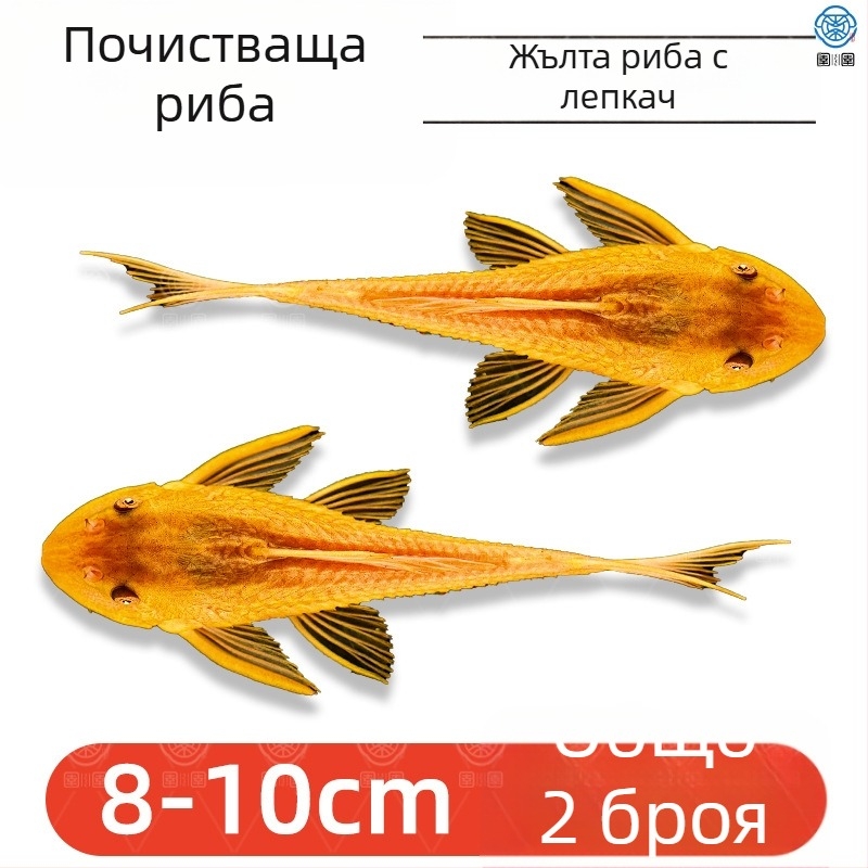 Живи почистващи риби за пресноводни аквариуми — почистват отпадъци и водорасли