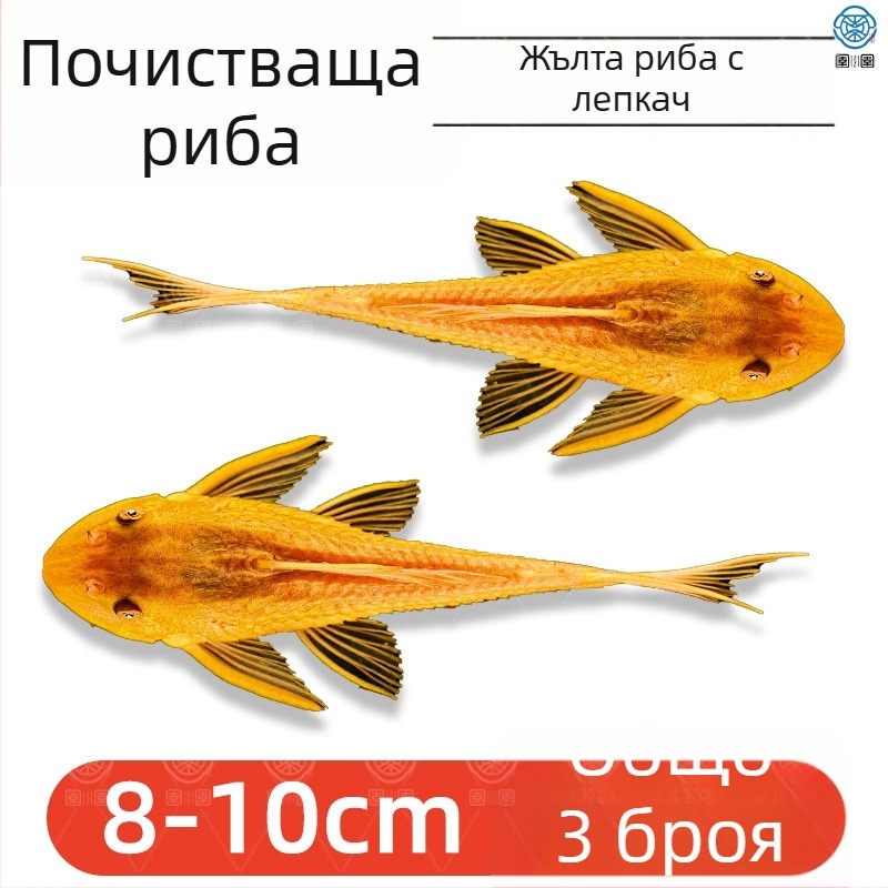 Живи почистващи риби за пресноводни аквариуми — почистват отпадъци и водорасли
