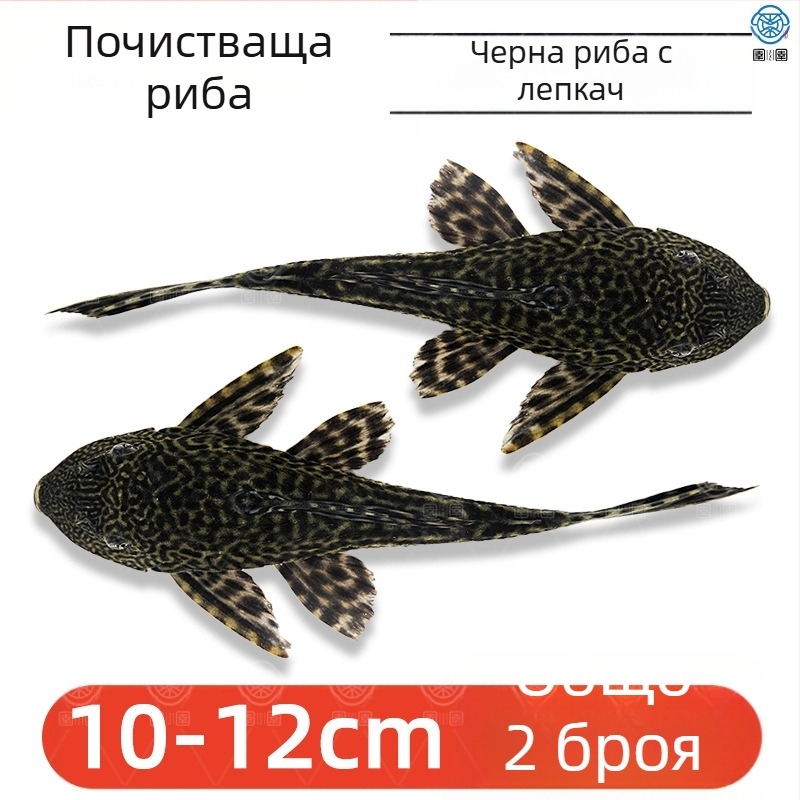 Живи почистващи риби за пресноводни аквариуми — почистват отпадъци и водорасли