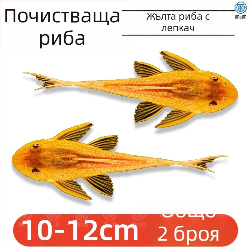 Живи почистващи риби за пресноводни аквариуми — почистват отпадъци и водорасли
