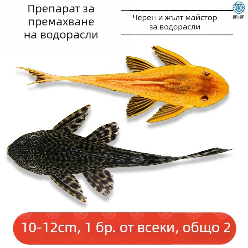 Живи почистващи риби за пресноводни аквариуми — почистват отпадъци и водорасли