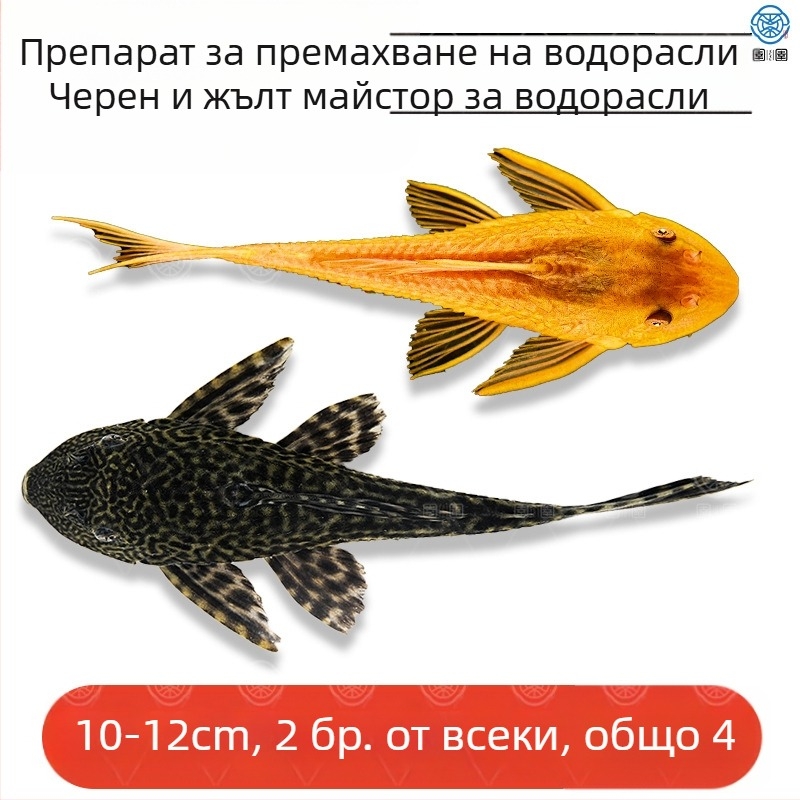 Живи почистващи риби за пресноводни аквариуми — почистват отпадъци и водорасли