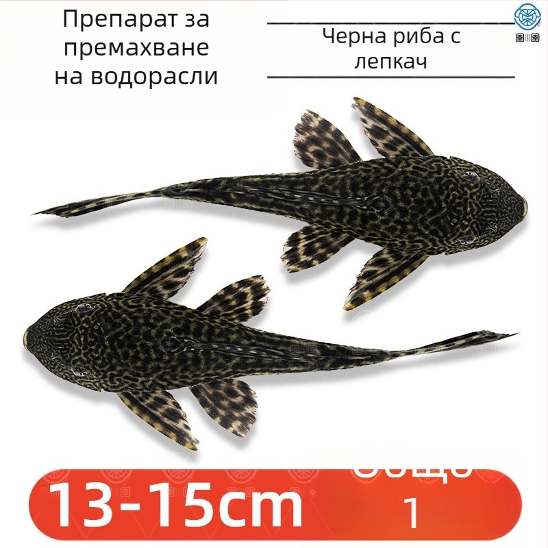 Живи почистващи риби за пресноводни аквариуми — почистват отпадъци и водорасли