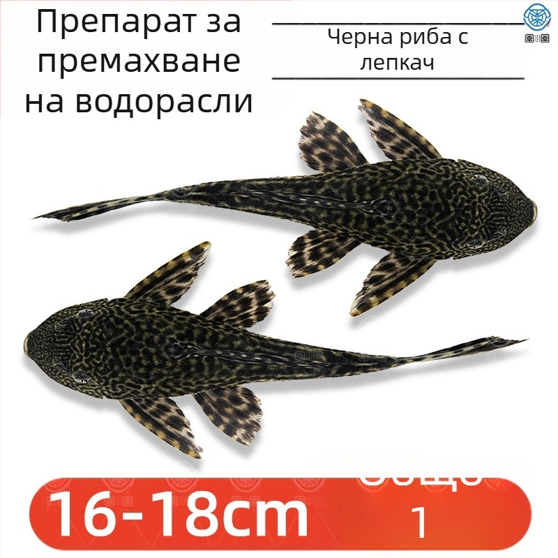 Живи почистващи риби за пресноводни аквариуми — почистват отпадъци и водорасли