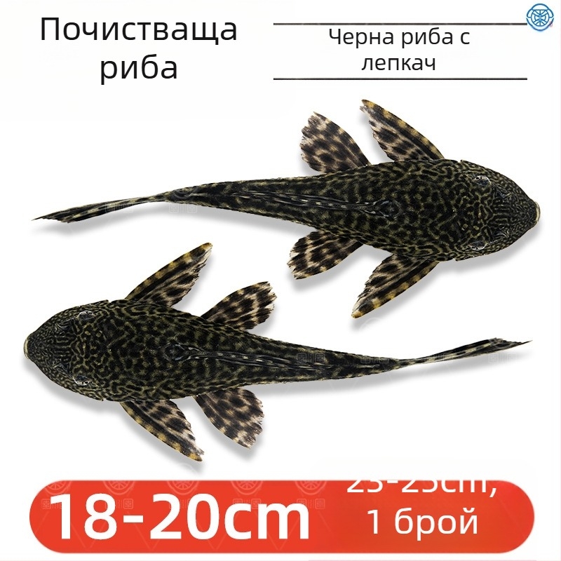 Живи почистващи риби за пресноводни аквариуми — почистват отпадъци и водорасли